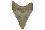 Fossil Megalodon Tooth - North Carolina #225809-1